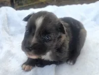 Ronald, ASDR, a male Australian Shepherd for sale in Mineola, TX – 8 of 10