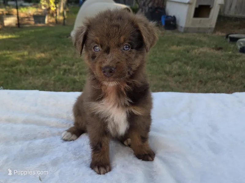 Ruby, ASDR – Australian Shepherd puppy for sale in Mineola, TX