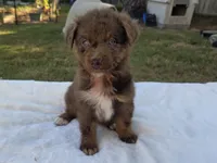 Ruby, ASDR, a female Australian Shepherd for sale in Mineola, TX – 4 of 10