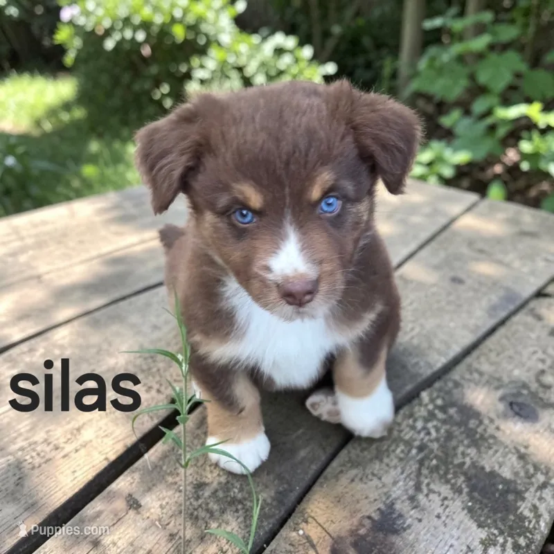 Silas – Australian Shepherd puppy for sale in Mineola, TX