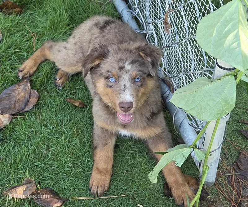 River, ASDR – Australian Shepherd puppy for sale in Mineola, TX