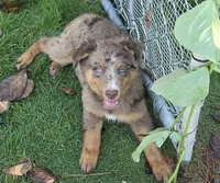River, ASDR, a male Australian Shepherd for sale in Mineola, TX – 1 of 10