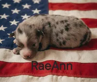 RaeAnn, ASDR, a female Australian Shepherd for sale in Mineola, TX – 2 of 2