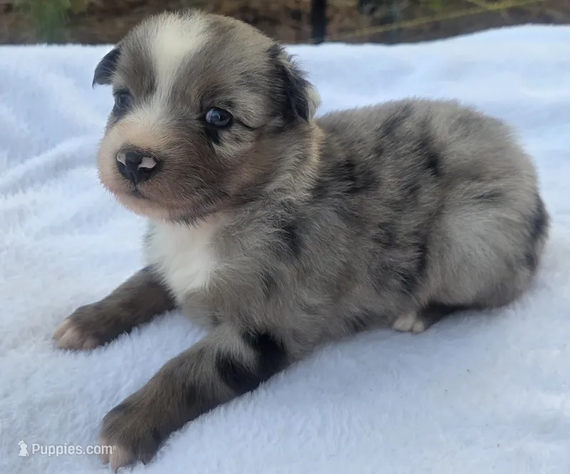 RaeAnn, ASDR – Australian Shepherd puppy for sale in Mineola, TX