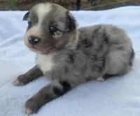 RaeAnn, ASDR, a female Australian Shepherd for sale in Mineola, TX – 5 of 10