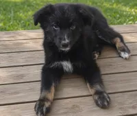 Remi, ASDR, a female Australian Shepherd for sale in Mineola, TX – 3 of 10