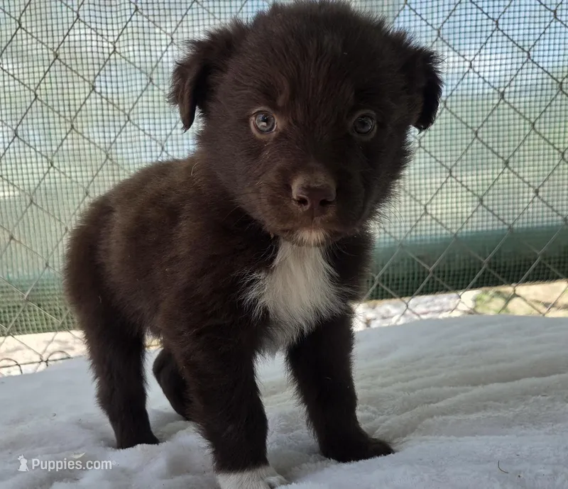 Quin, ASDR – Australian Shepherd puppy for sale in Mineola, TX