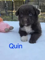 Quin, ASDR, a male Australian Shepherd for sale in Mineola, TX – Photo 1 of 3