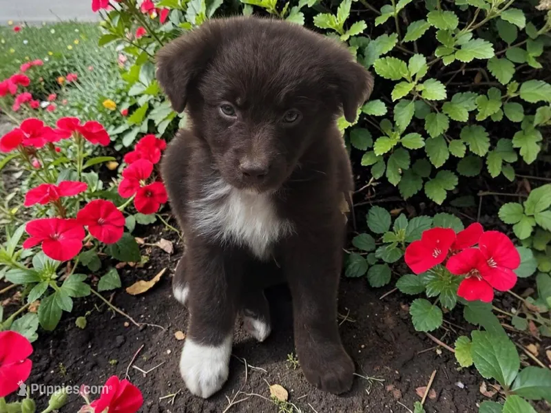Quin, ASDR – Australian Shepherd puppy for sale in Mineola, TX