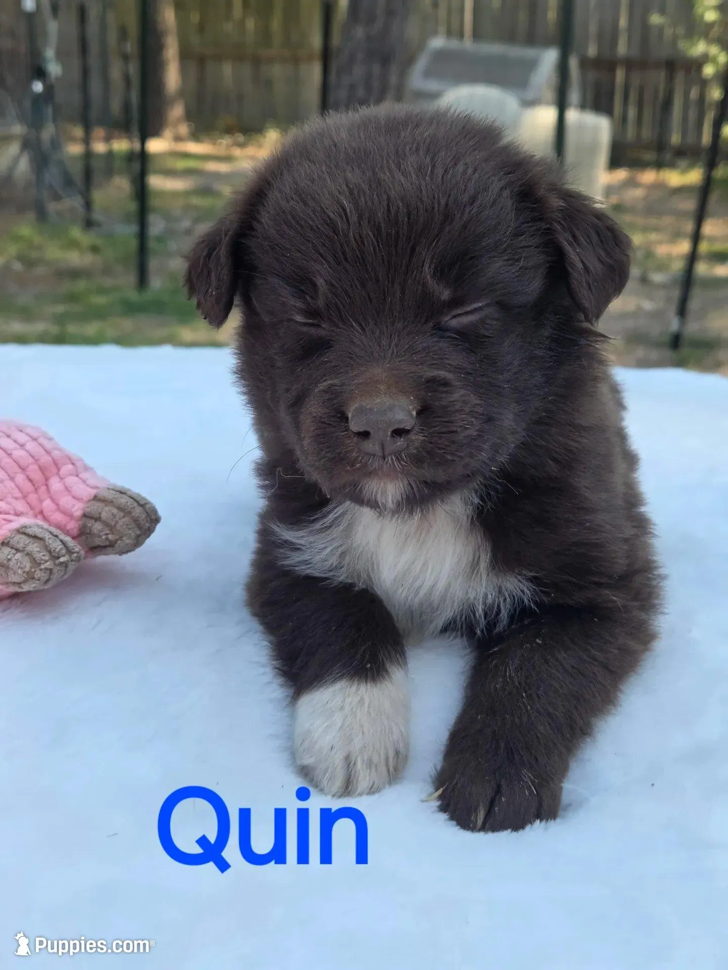 Quin, ASDR, a male Australian Shepherd for sale in Mineola, TX – Photo 3 of 3