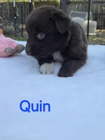 Quin, ASDR, a male Australian Shepherd for sale in Mineola, TX – Photo 2 of 3