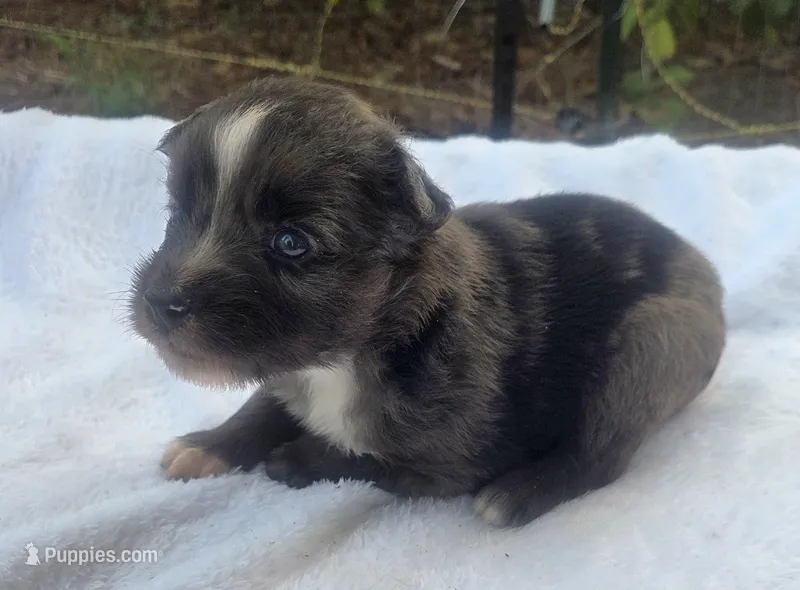 Ronald, ASDR – Australian Shepherd puppy for sale in Mineola, TX