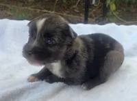 Ronald, ASDR, a male Australian Shepherd for sale in Mineola, TX – 5 of 10