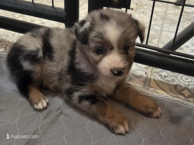 RaeAnn, ASDR – Australian Shepherd puppy for sale in Mineola, TX