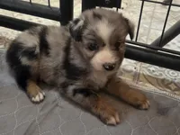 RaeAnn, ASDR, a female Australian Shepherd for sale in Mineola, TX – 4 of 10