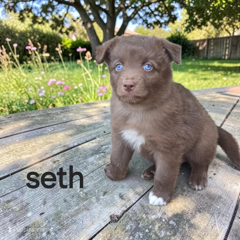 Seth – Australian Shepherd puppy for sale in Mineola, TX