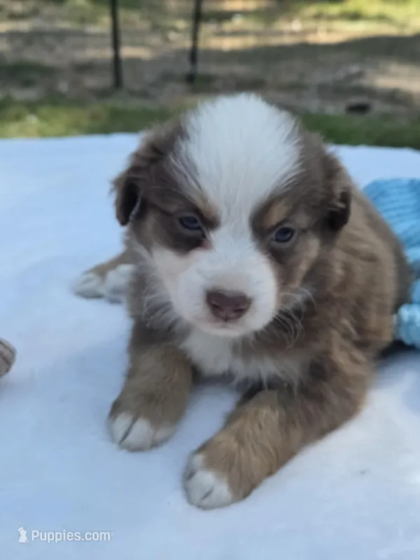 Palmer, ASDR – Miniature Australian Shepherd puppy for sale in Mineola, TX