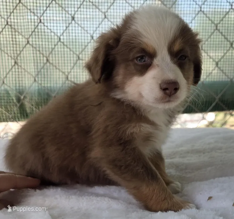 Palmer, ASDR – Miniature Australian Shepherd puppy for sale in Mineola, TX