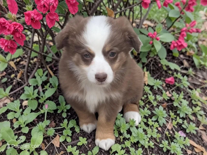 Palmer, ASDR – Miniature Australian Shepherd puppy for sale in Mineola, TX