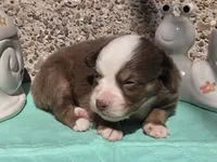 Palmer, ASDR, a male Miniature Australian Shepherd for sale in Mineola, TX – Photo 1 of 3