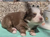 Palmer, ASDR, a male Miniature Australian Shepherd for sale in Mineola, TX – Photo 2 of 3