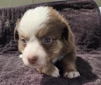 Palmer, ASDR, a male Miniature Australian Shepherd for sale in Mineola, TX – Photo 3 of 3