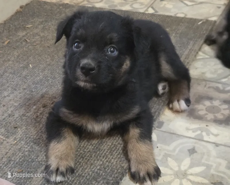 Ryder, ASDR – Australian Shepherd puppy for sale in Mineola, TX
