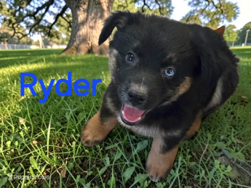Ryder, ASDR – Australian Shepherd puppy for sale in Mineola, TX