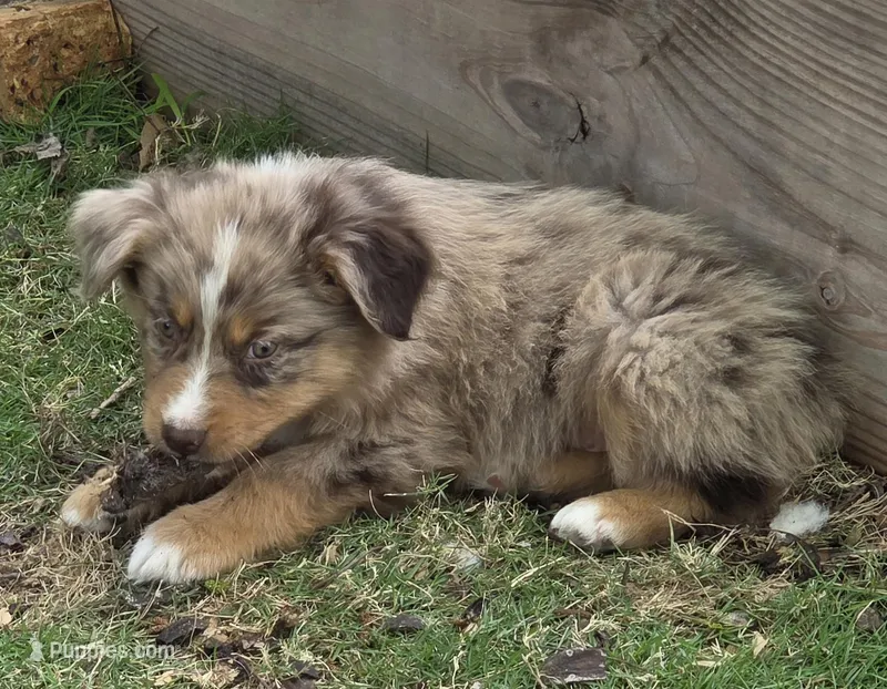 Quinby, ASDR – Australian Shepherd puppy for sale in Mineola, TX