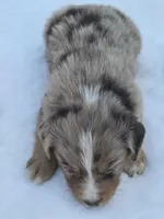 Quinby, ASDR, a male Australian Shepherd for sale in Mineola, TX – Photo 3 of 3
