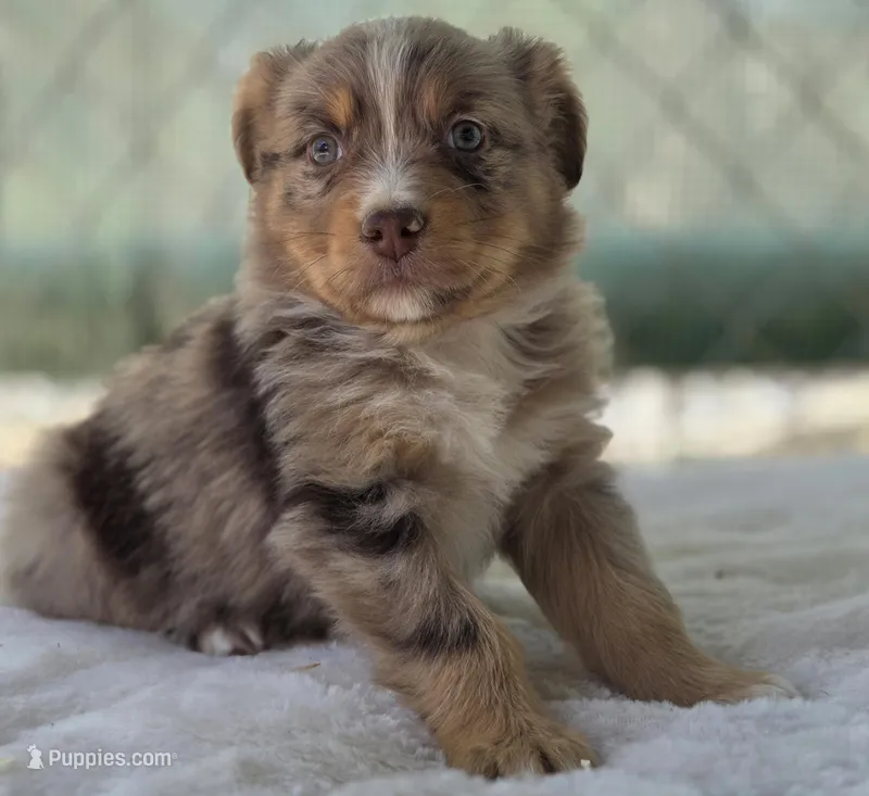Quinby, ASDR – Australian Shepherd puppy for sale in Mineola, TX