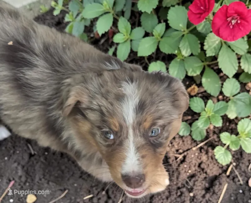 Quinby, ASDR – Australian Shepherd puppy for sale in Mineola, TX