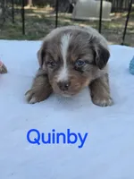 Quinby, ASDR, a male Australian Shepherd for sale in Mineola, TX – Photo 2 of 3