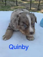 Quinby, ASDR, a male Australian Shepherd for sale in Mineola, TX – Photo 1 of 3