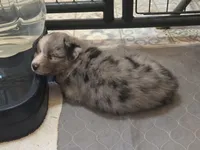 RaeAnn, ASDR, a female Australian Shepherd for sale in Mineola, TX – 9 of 10
