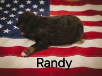 Randy, ASDR, a male Australian Shepherd for sale in Mineola, TX – 2 of 2