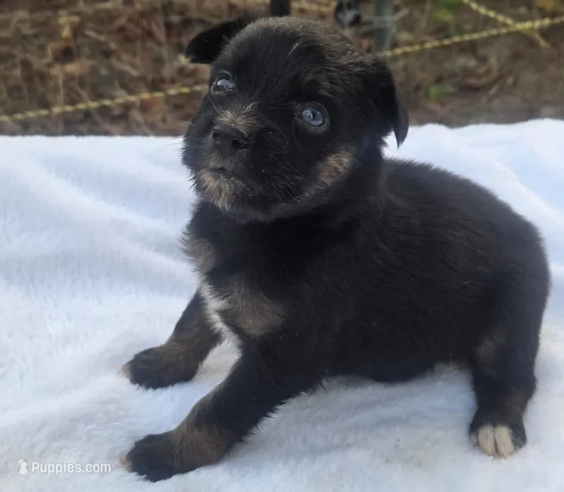 Ryder, ASDR – Australian Shepherd puppy for sale in Mineola, TX
