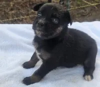 Ryder, ASDR, a male Australian Shepherd for sale in Mineola, TX – 5 of 10