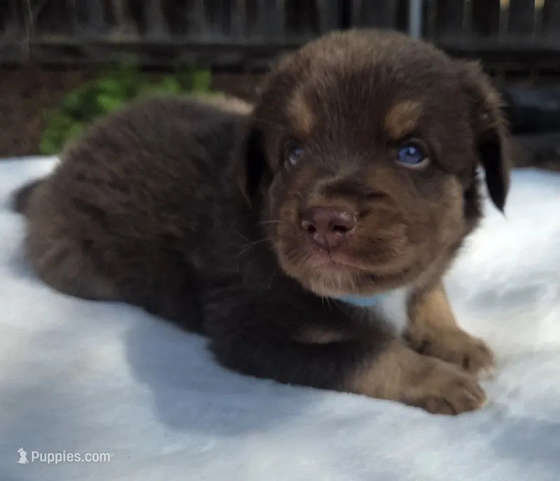 Stix – Australian Shepherd puppy for sale in Mineola, TX