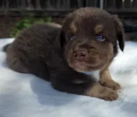 Stix, a male Australian Shepherd for sale in Mineola, TX – 1 of 3