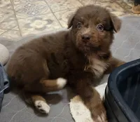 Ruby, ASDR, a female Australian Shepherd for sale in Mineola, TX – 5 of 10