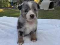 RaeAnn, ASDR, a female Australian Shepherd for sale in Mineola, TX – 10 of 10