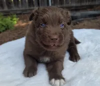 Seth, a male Australian Shepherd for sale in Mineola, TX – 2 of 3