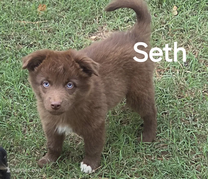 Seth – Australian Shepherd puppy for sale in Mineola, TX