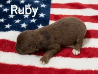Ruby, a female Australian Shepherd for sale in Mineola, TX – 2 of 2