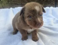 River, ASDR, a male Australian Shepherd for sale in Mineola, TX – 5 of 9