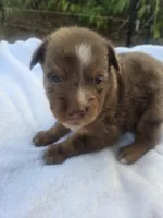 River, ASDR, a male Australian Shepherd for sale in Mineola, TX – 8 of 9