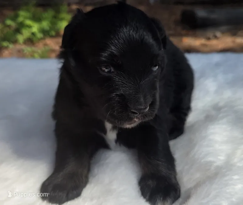 Talia – Australian Shepherd puppy for sale in Mineola, TX