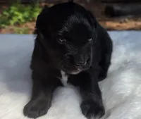 Talia, a male Australian Shepherd for sale in Mineola, TX – 1 of 3