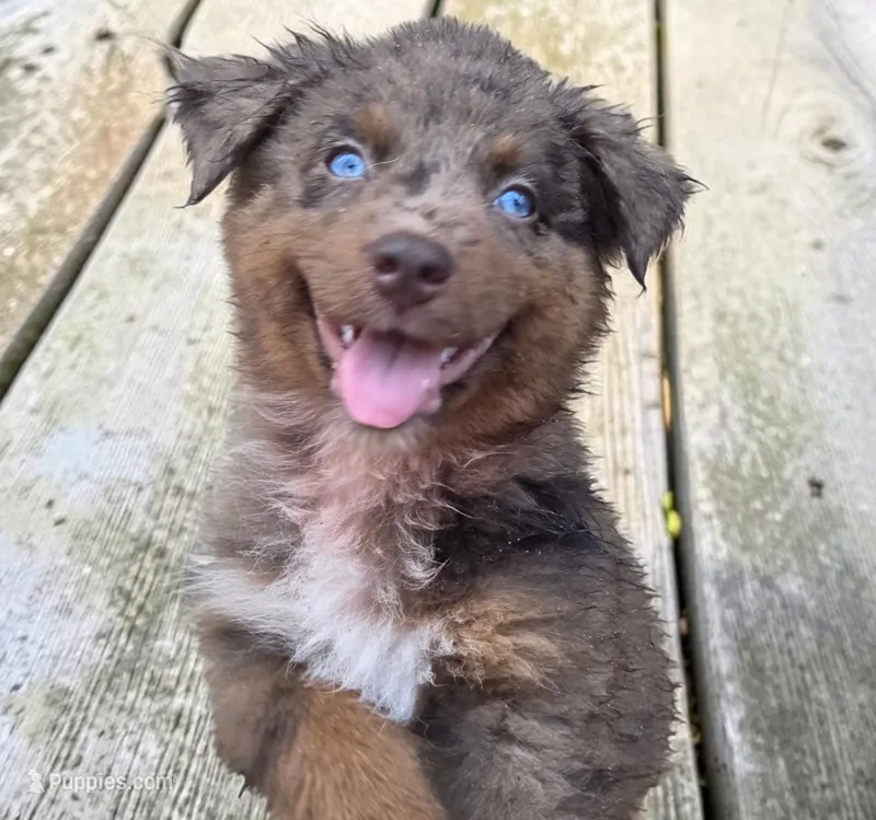 Ruby, ASDR – Australian Shepherd puppy for sale in Mineola, TX